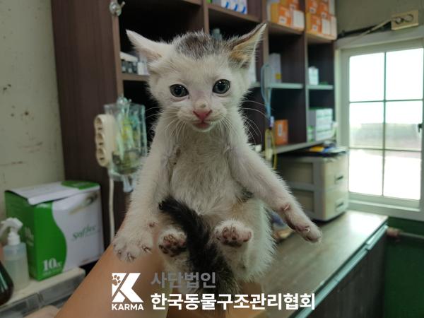 [고양이] 한국 고양이 서울-구로-2025-00064 유기동물 배경 이미지 입니다.
